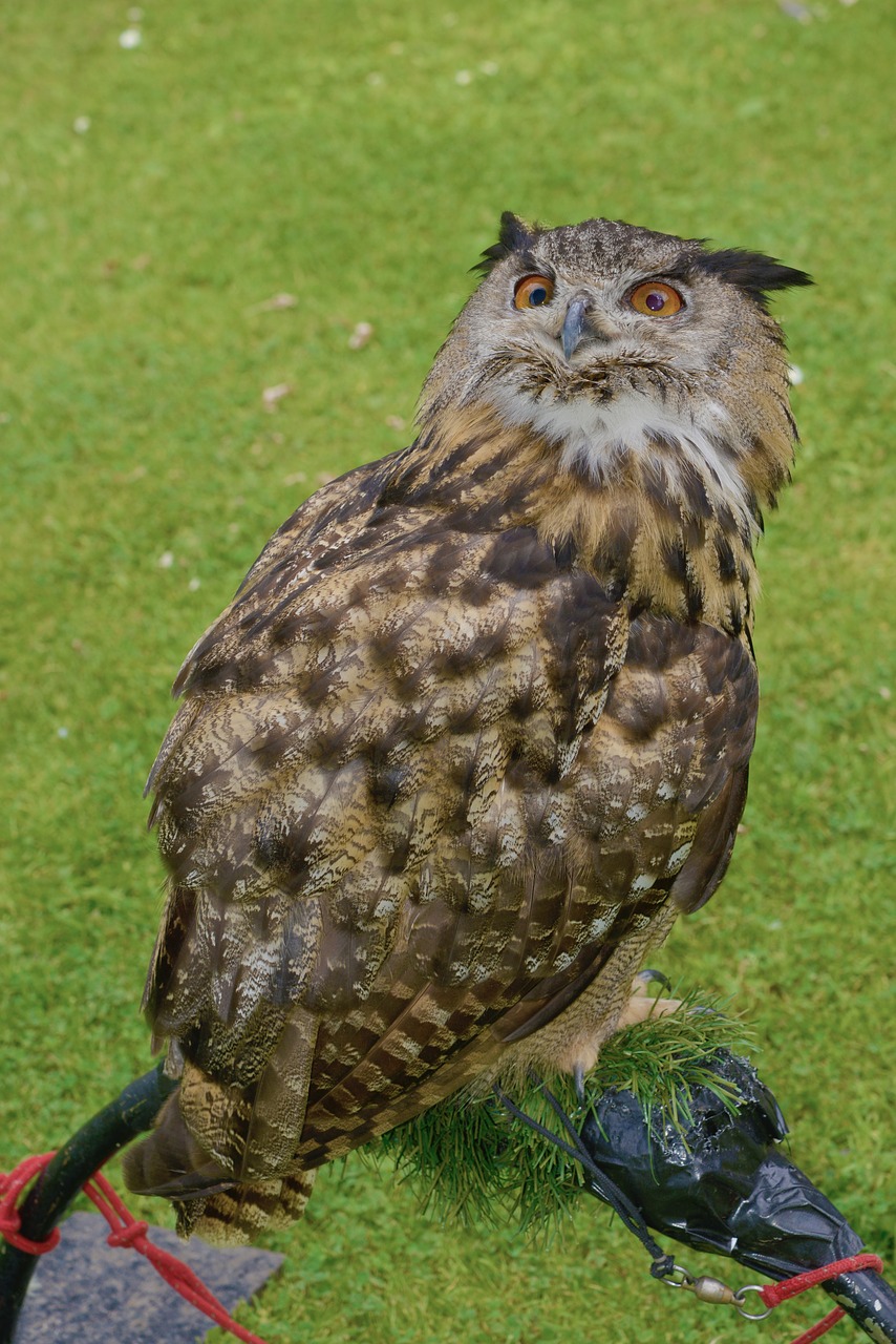 scotland owl bird free photo