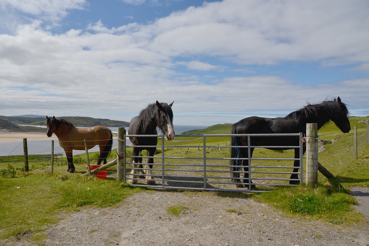 scotland horses landscape free photo