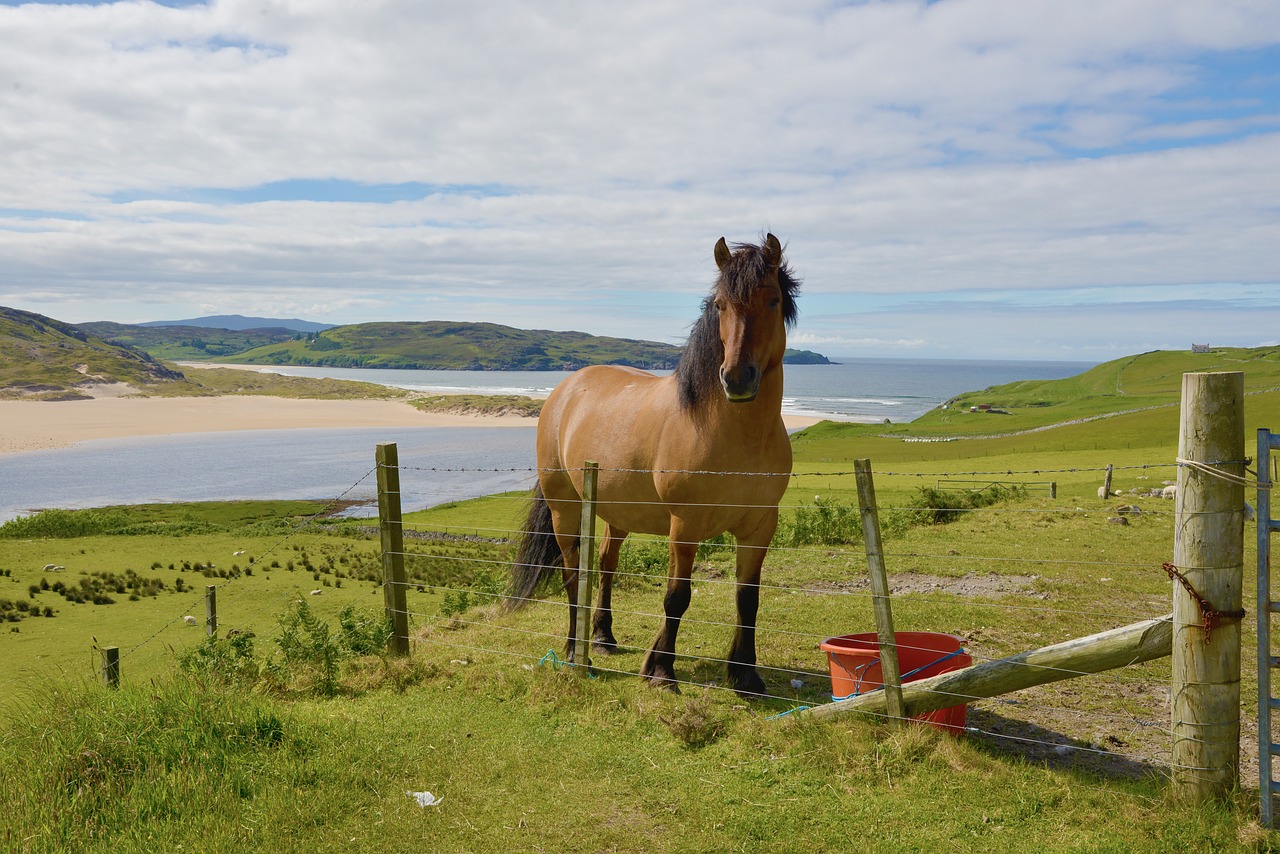 scotland horses landscape free photo