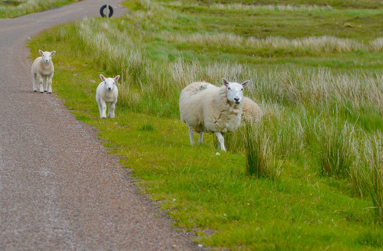 scotland sheep nature free photo