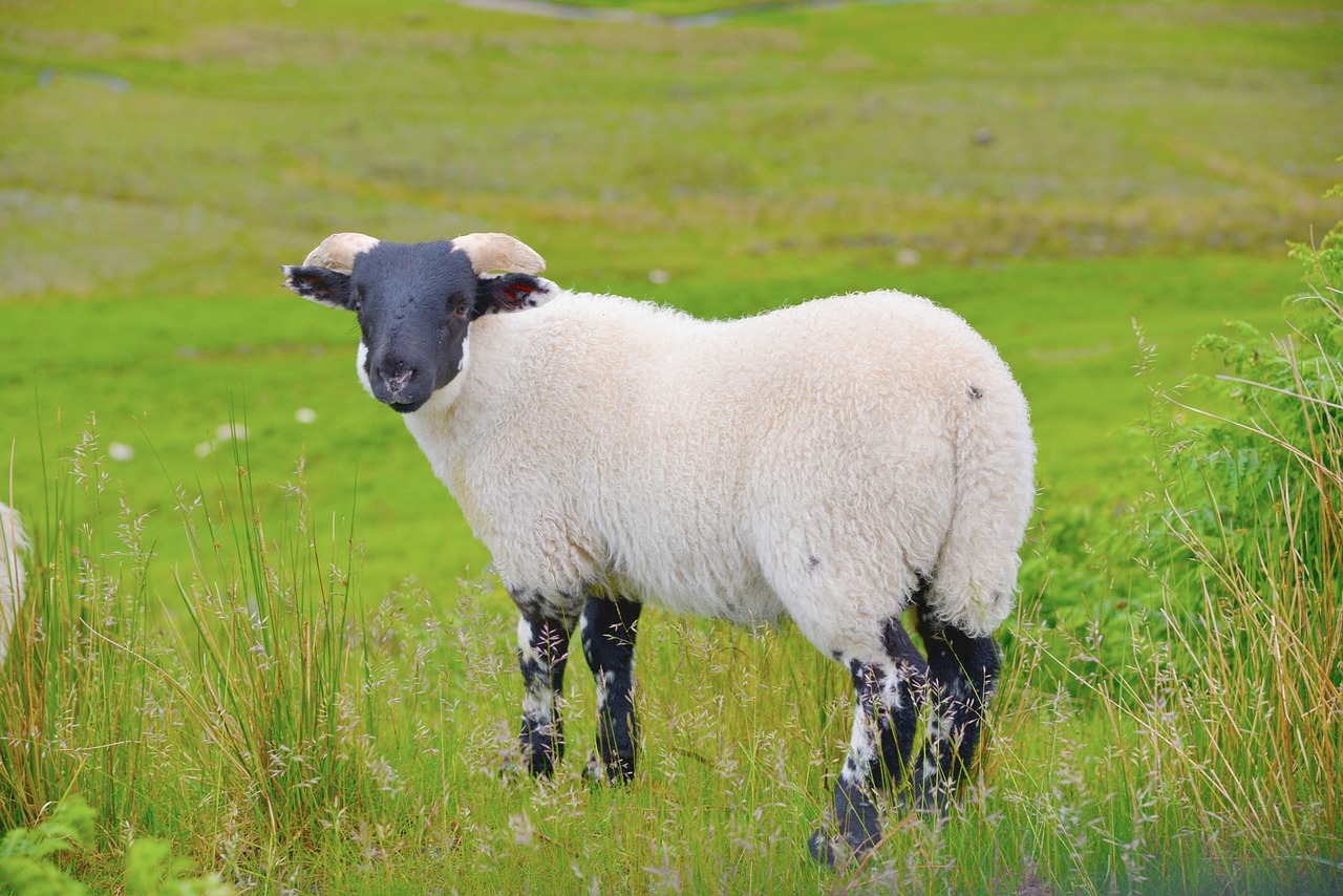 scotland sheep animal free photo