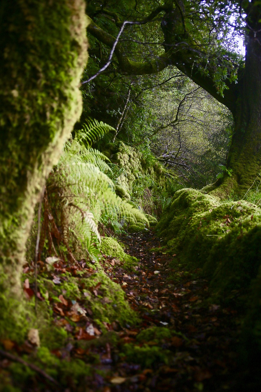 scotland moss moody free photo