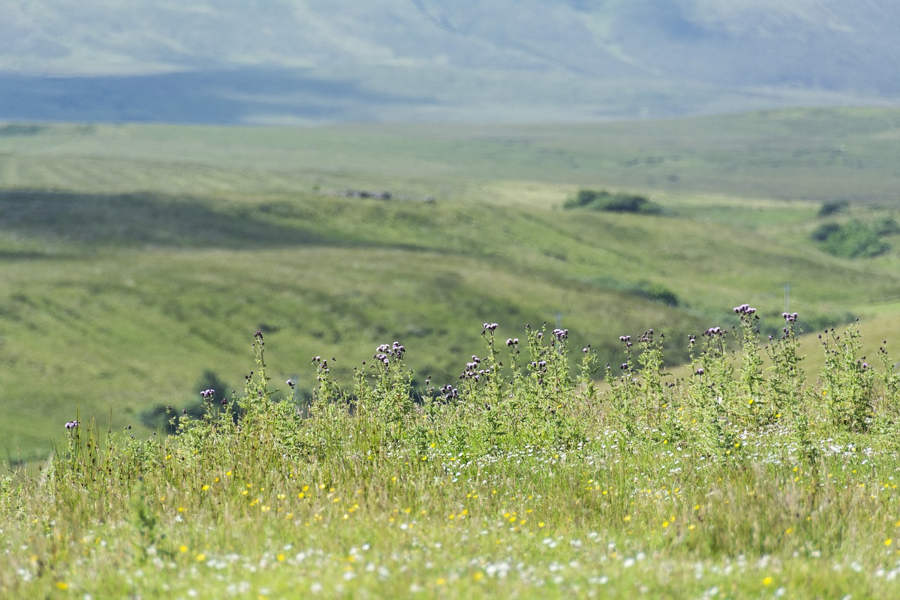 scotland meadow landscape free photo