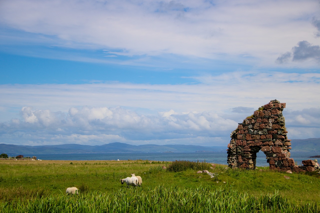 scotland iona sheep free photo