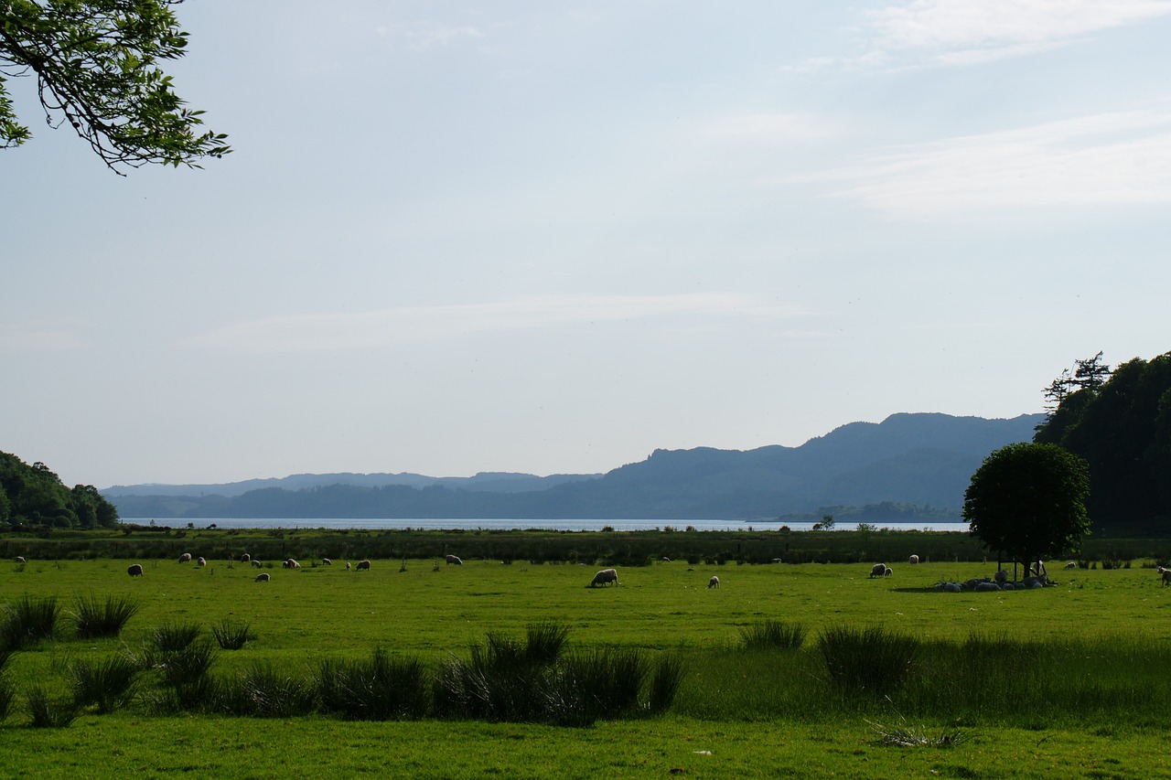 scotland  landscape  sheep free photo