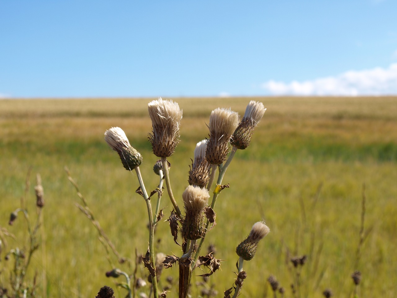 scotland  thistle  summer free photo