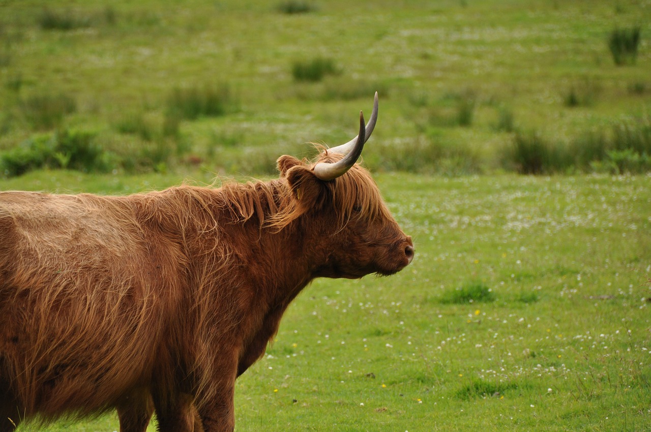 scotland  highlander  cow free photo