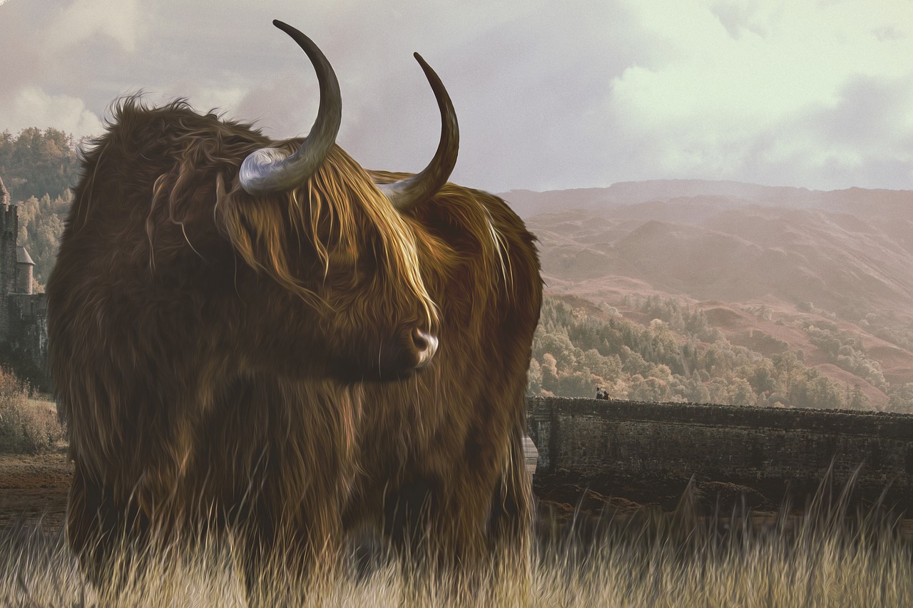 scotland  highland beef  horns free photo