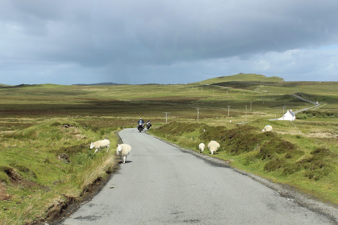 scotland  sheep  motorcycle free photo