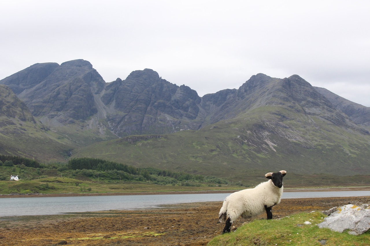 scotland  skye  sheep free photo