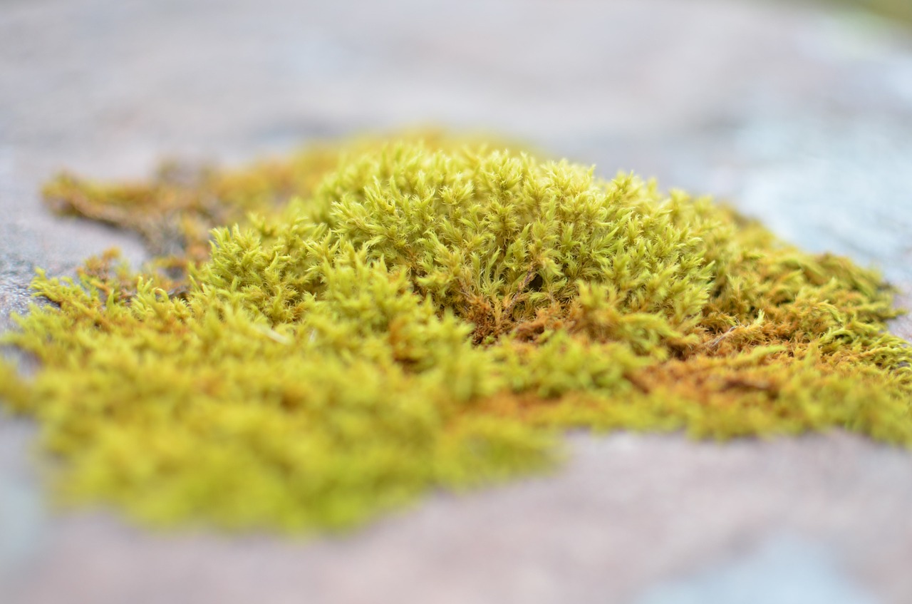 scotland  moss  water free photo