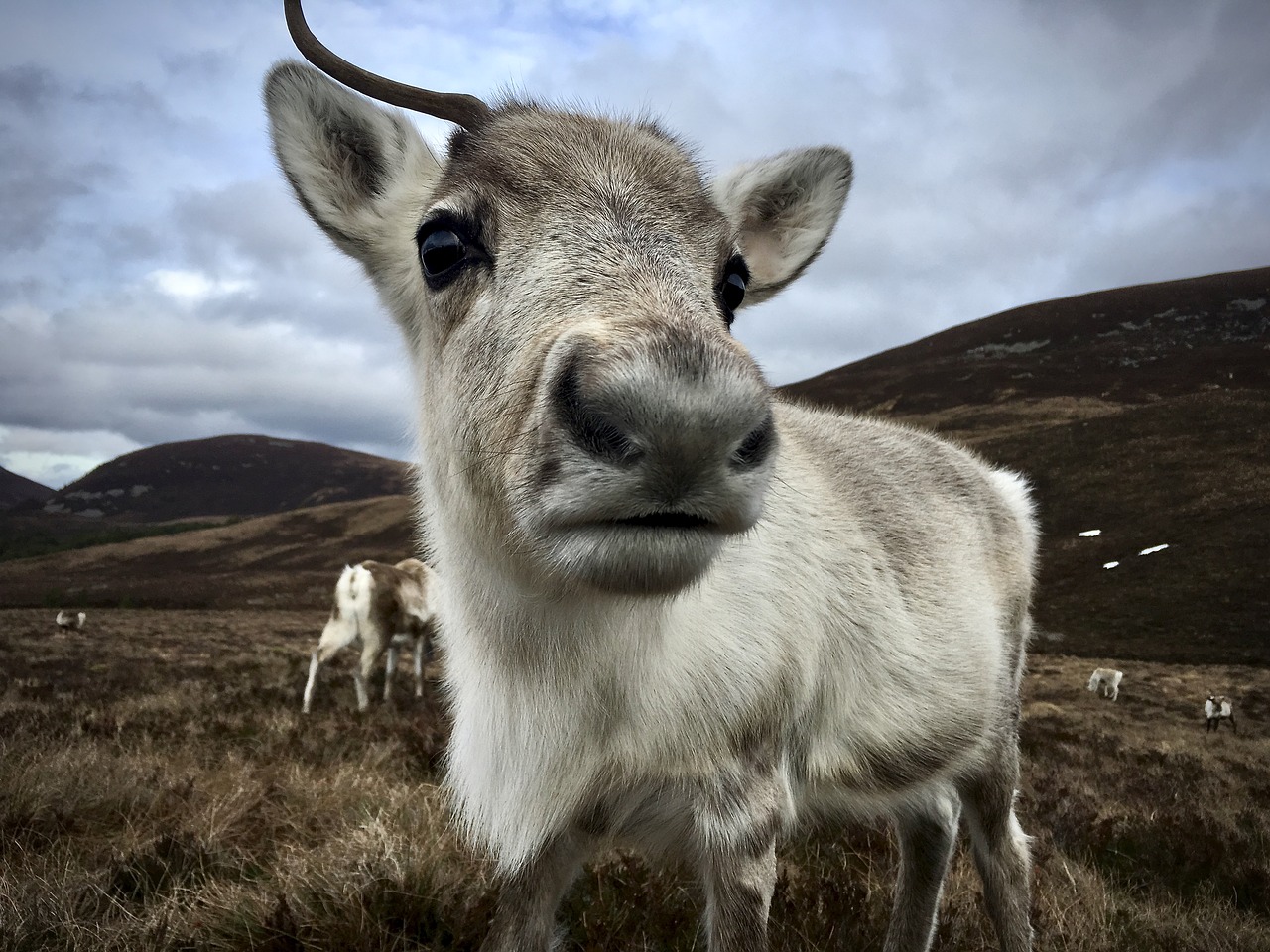 scotland  hiking  outdoors free photo