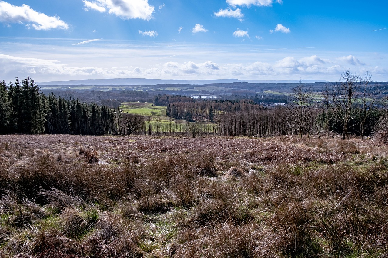 scotland  trees  landscape free photo