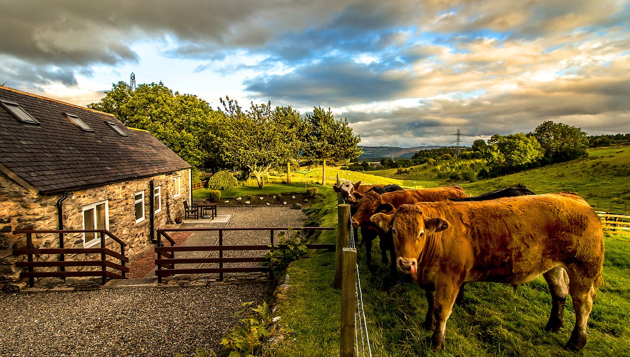 scotland  cows  highlands and islands free photo