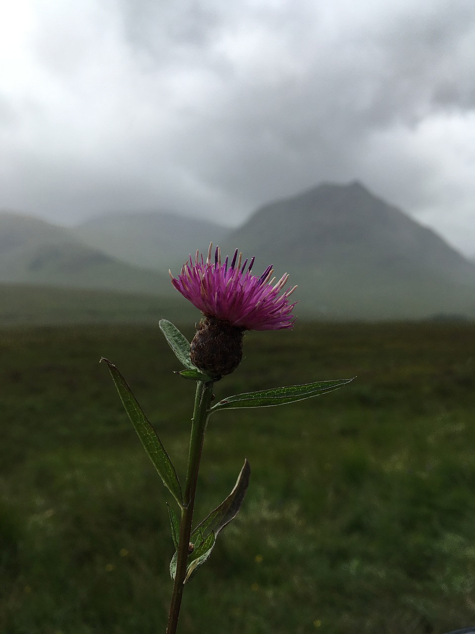 scotland  thistle  scottish free photo