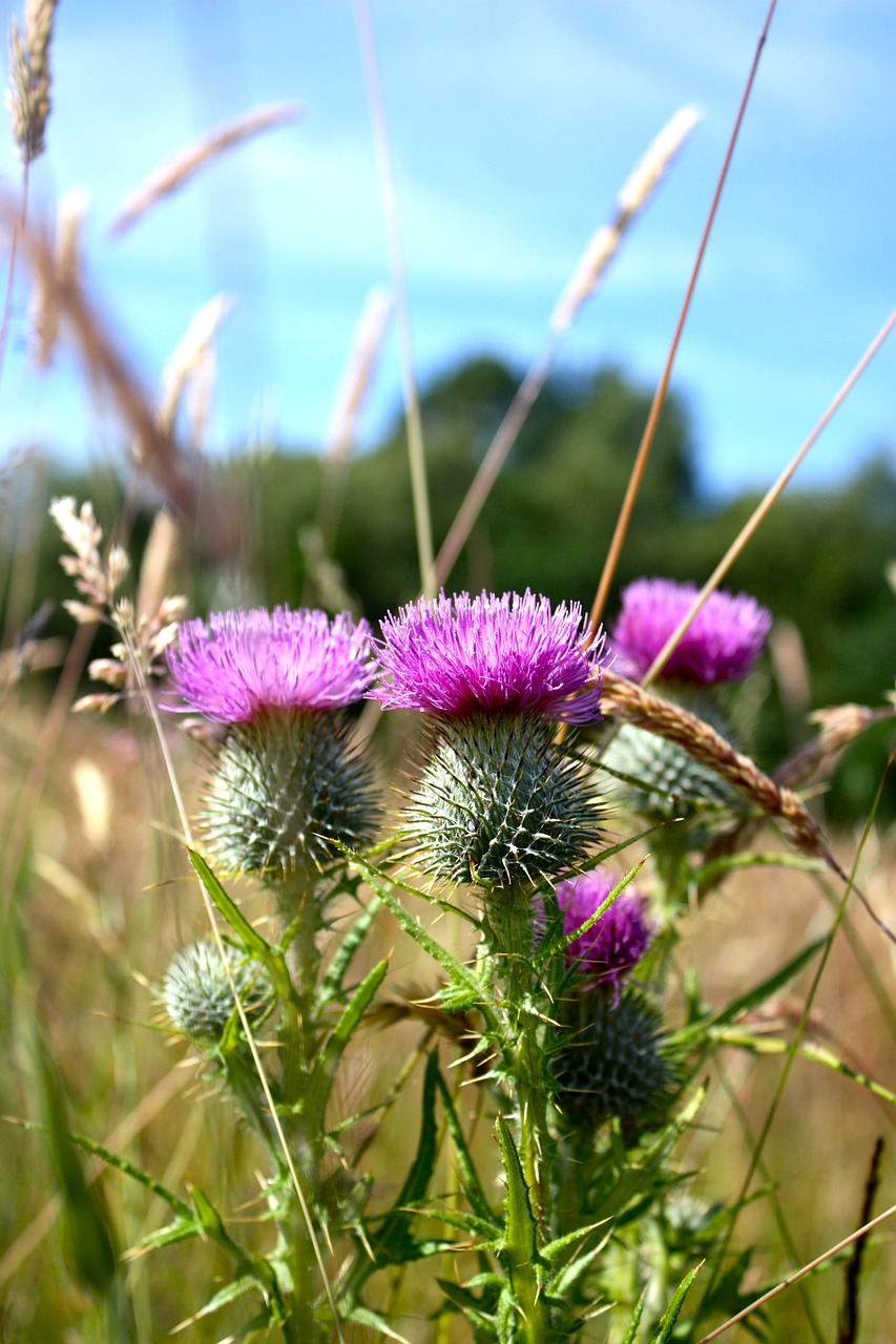 scotland nature landscape free photo