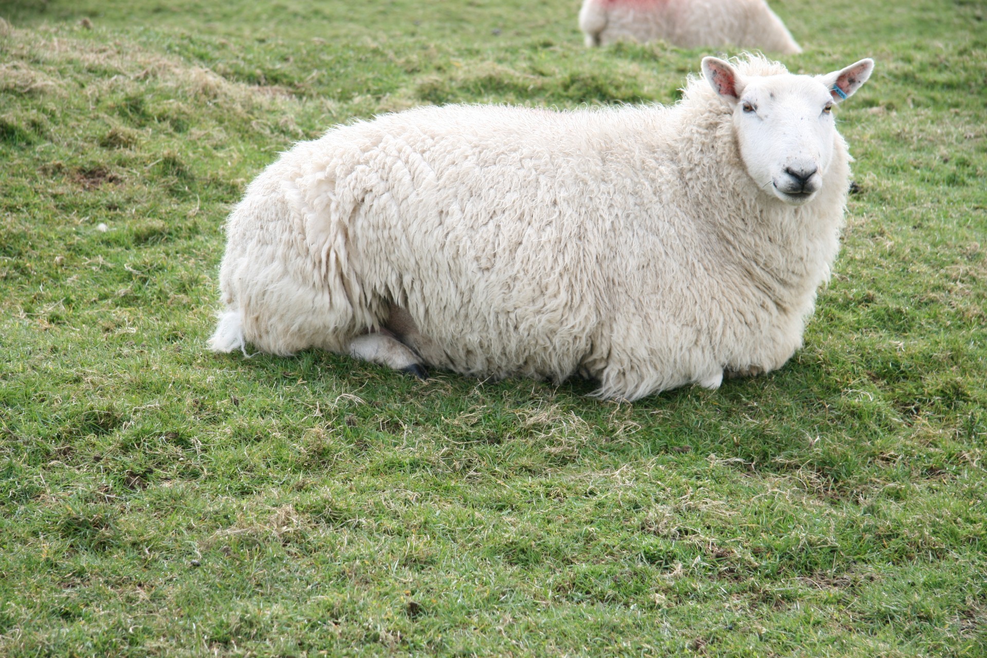 scotland sheep scotland sheep free photo