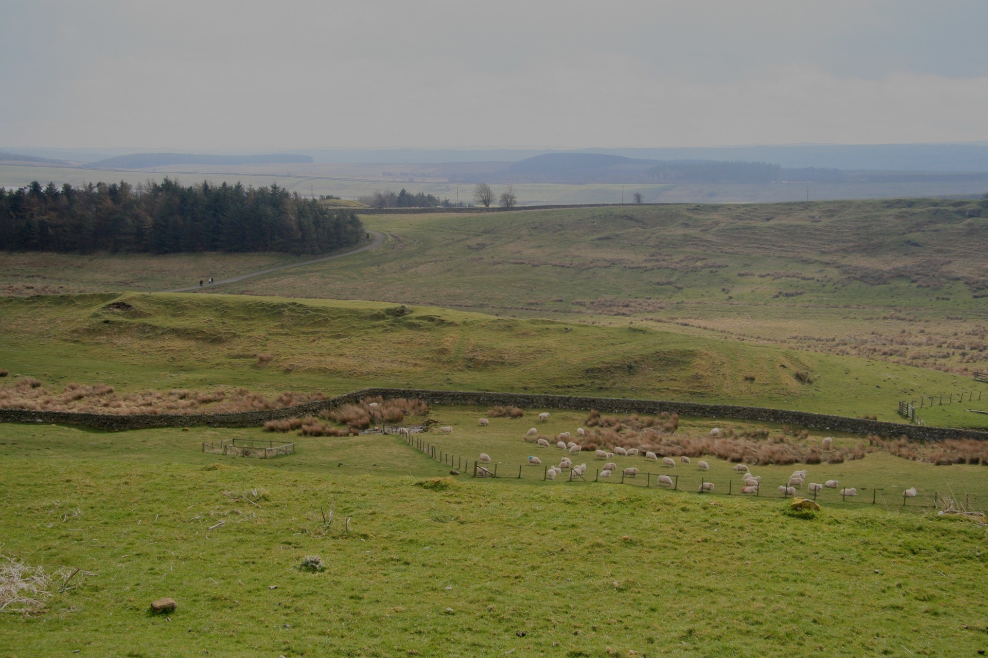 scotland wall sheep free photo