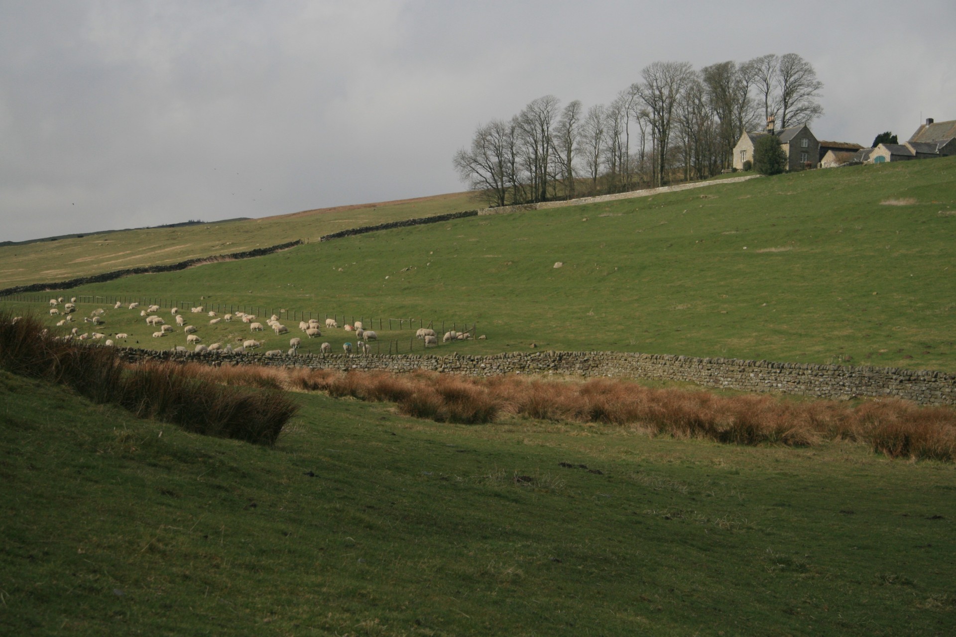 scotland wall sheep free photo