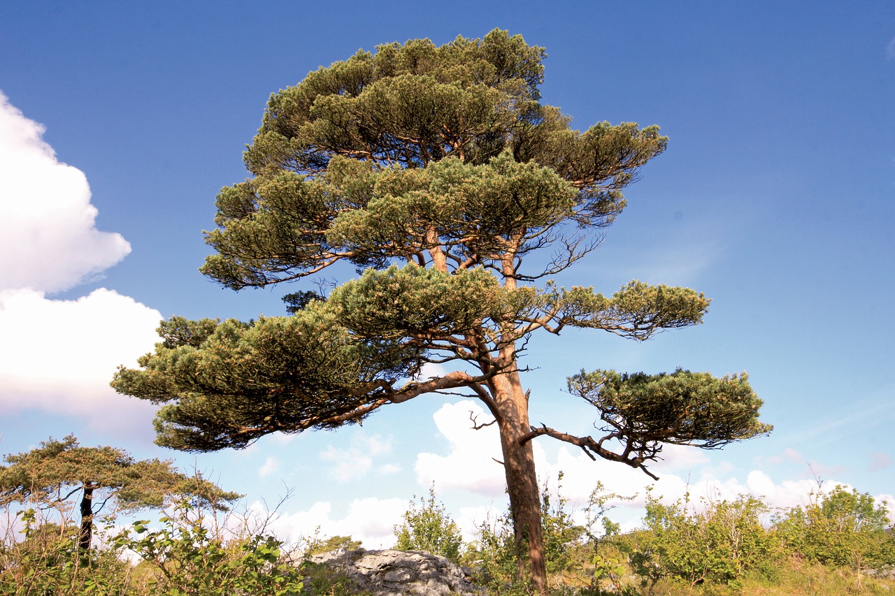 scots pine pinus sylvestris burren free photo