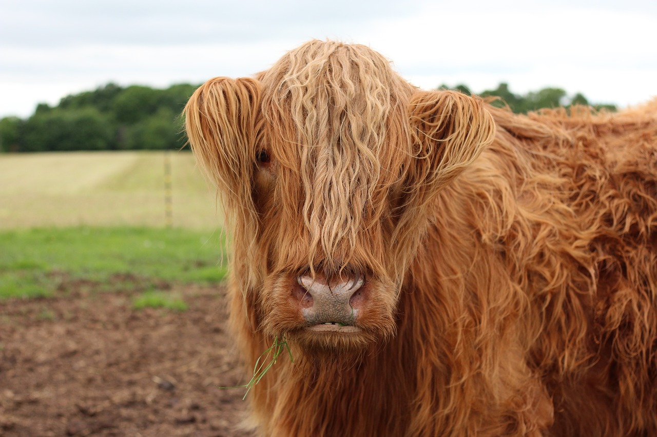 scottish  cow  animal free photo