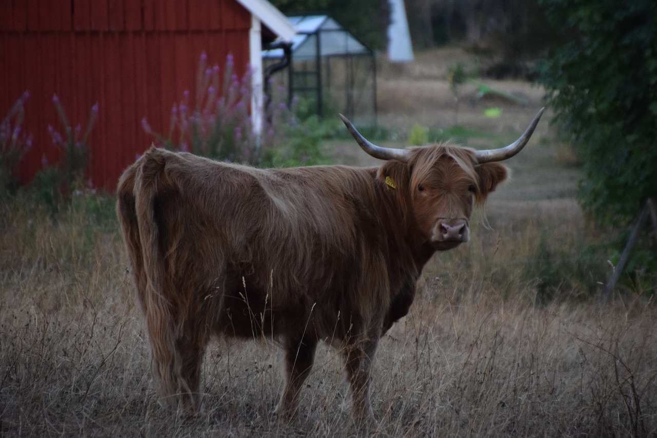 scottish  cow  field free photo