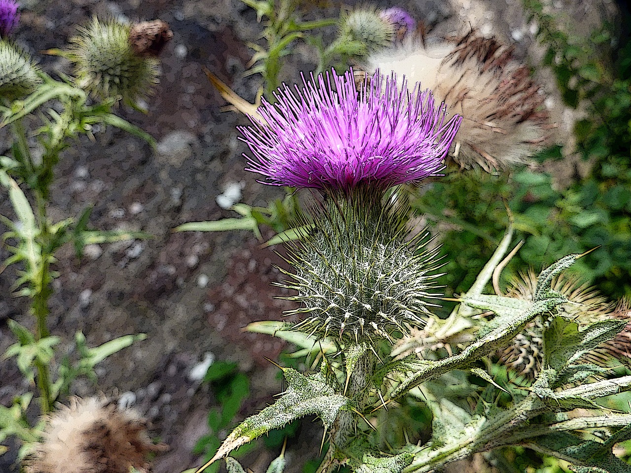 scottish thistle scotland free photo