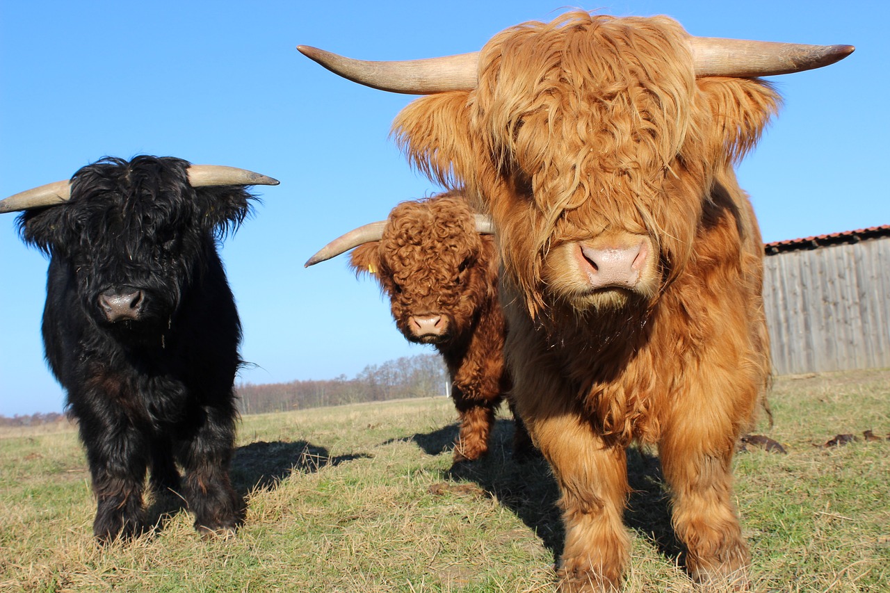 scottish beef horns of cattle cattle free photo