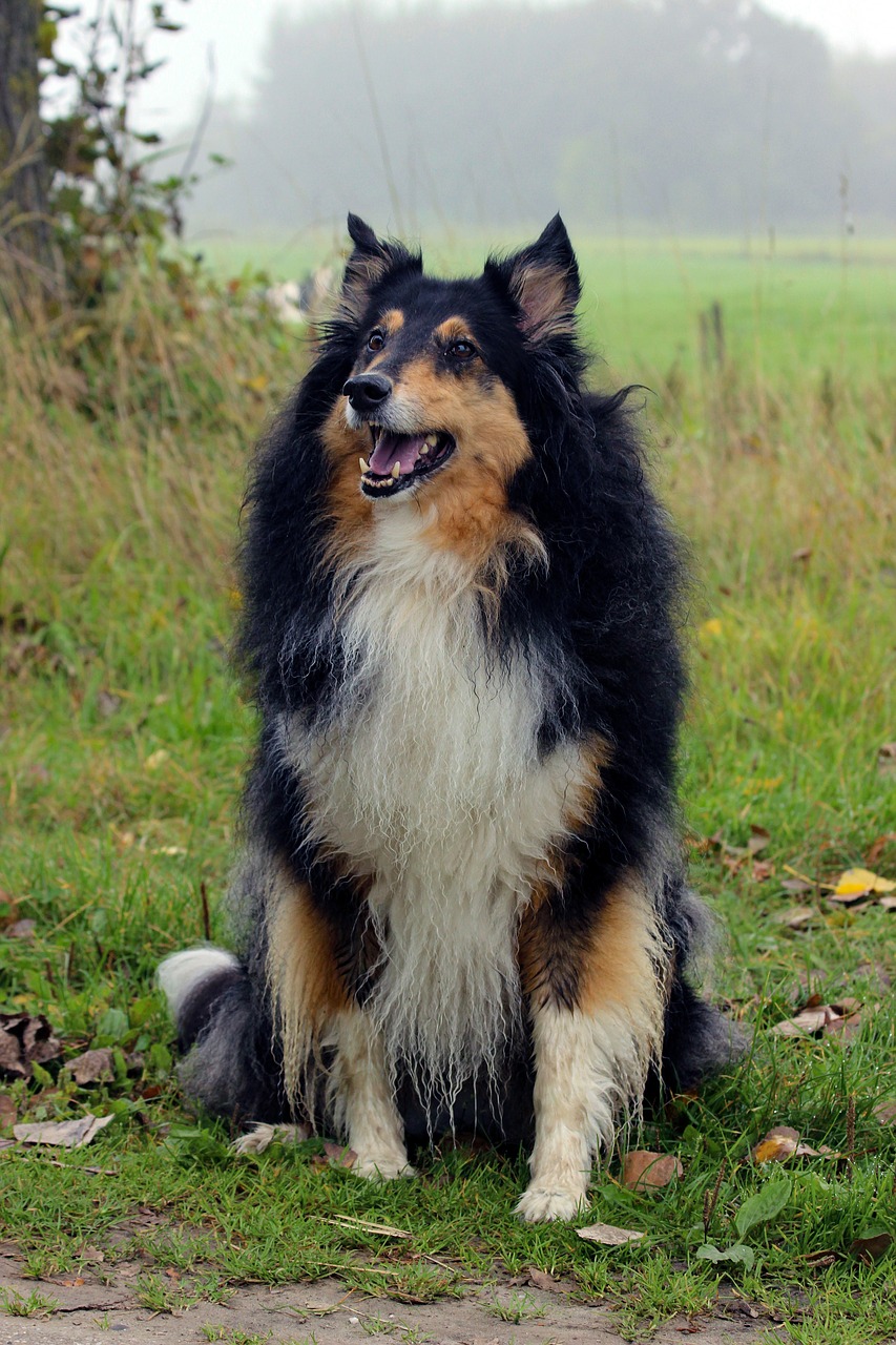 scottish collie world animal day dog free photo