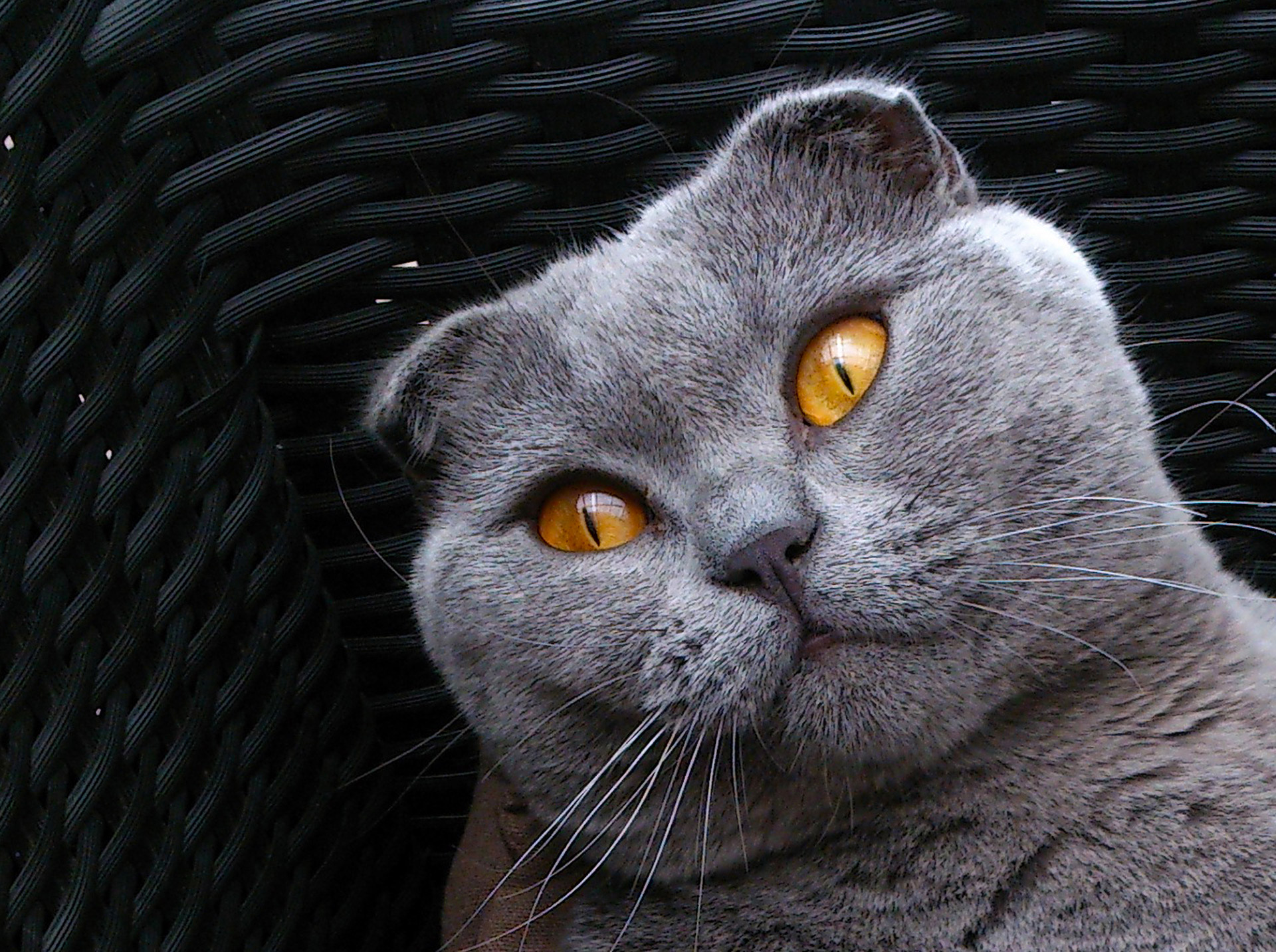 scottish fold breed cat cat kitten free photo