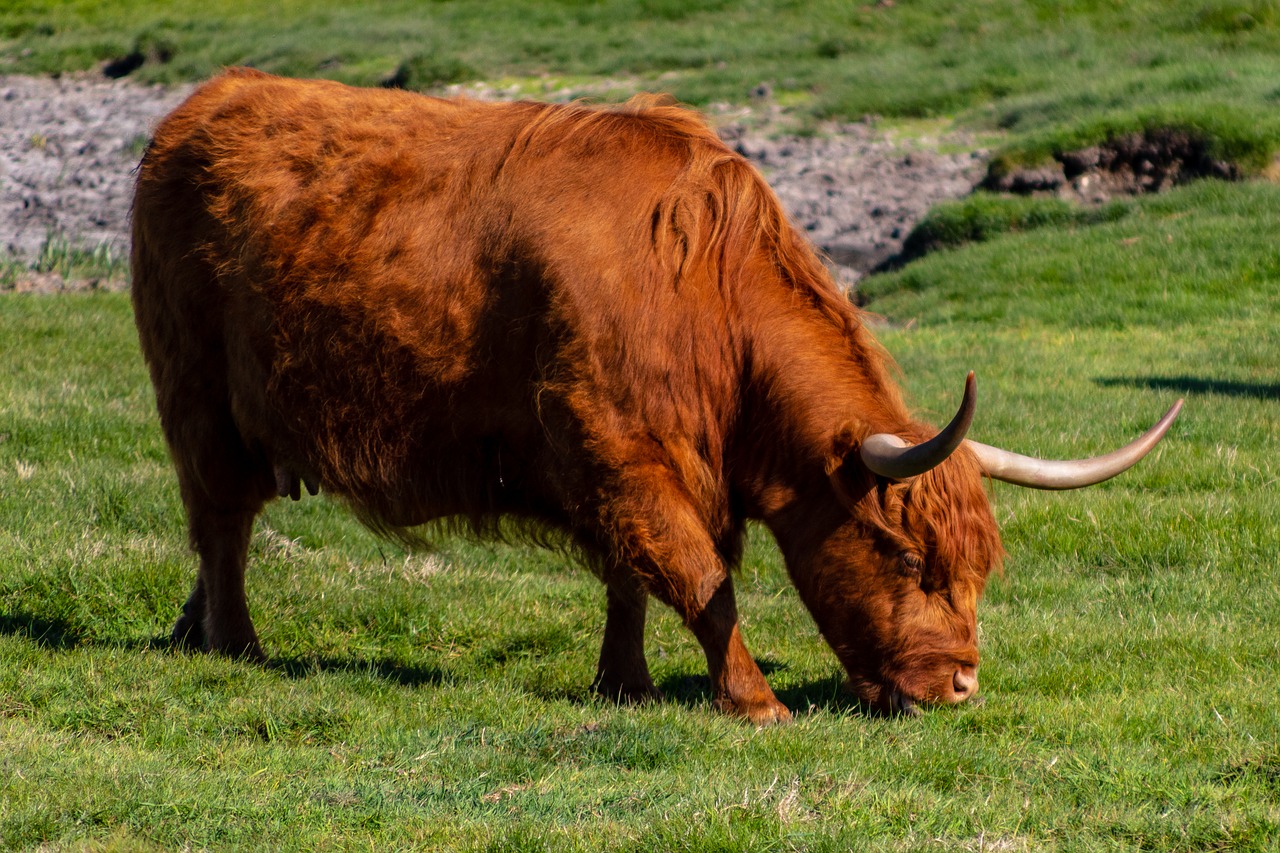 scottish highland cattle  cattle  red free photo