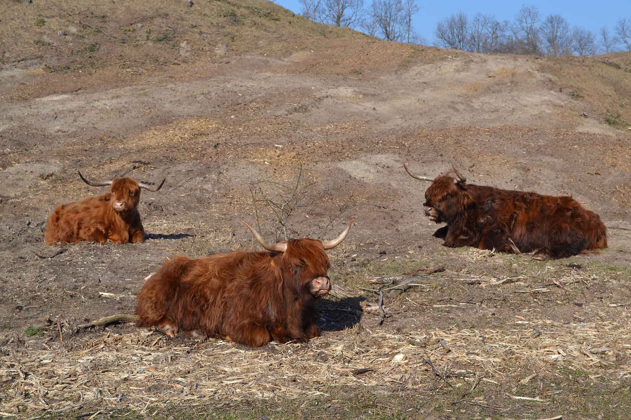 scottish highland cow highland cattle kyloe free photo