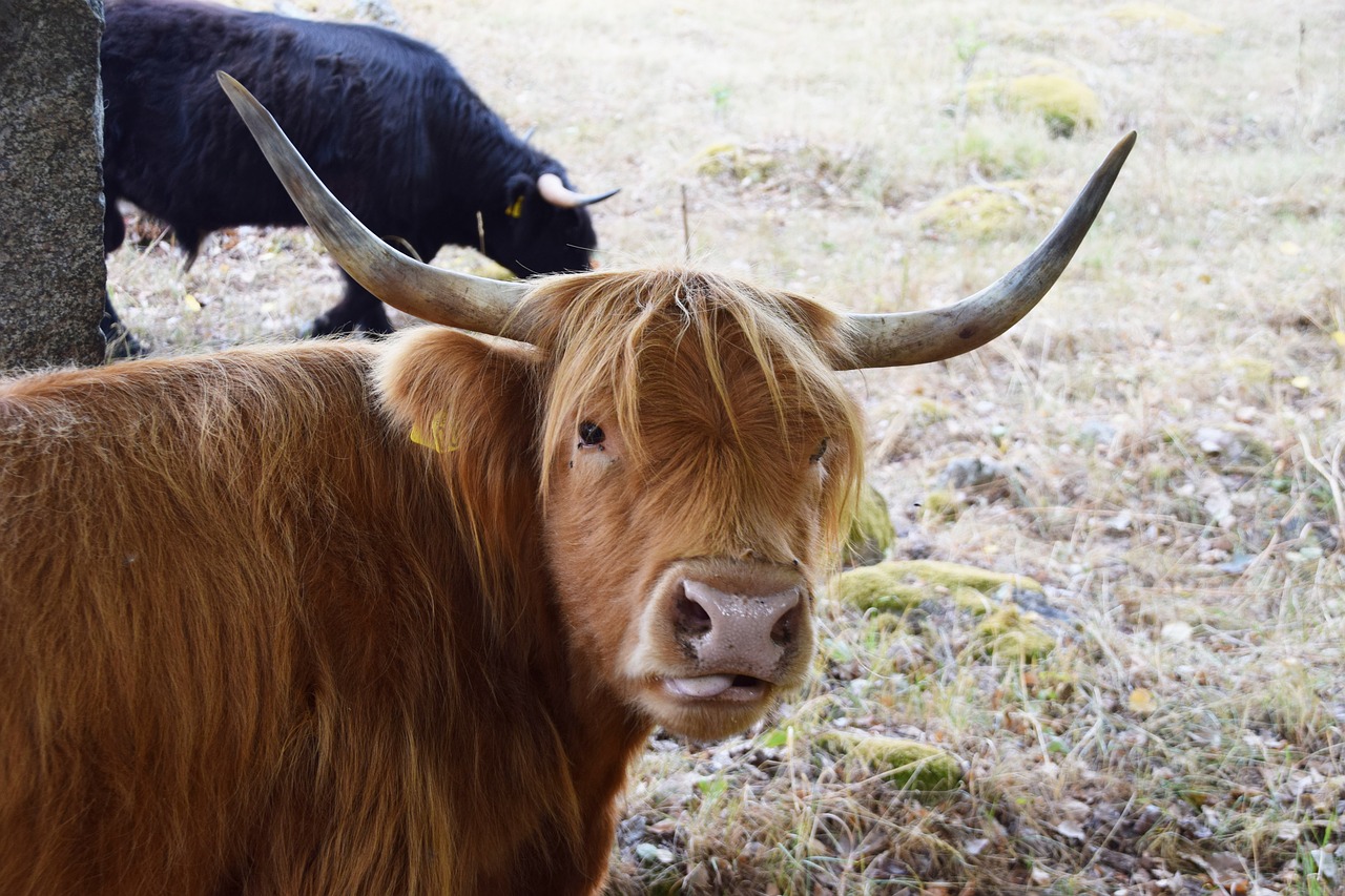 scottish highland cow  cow  beef free photo