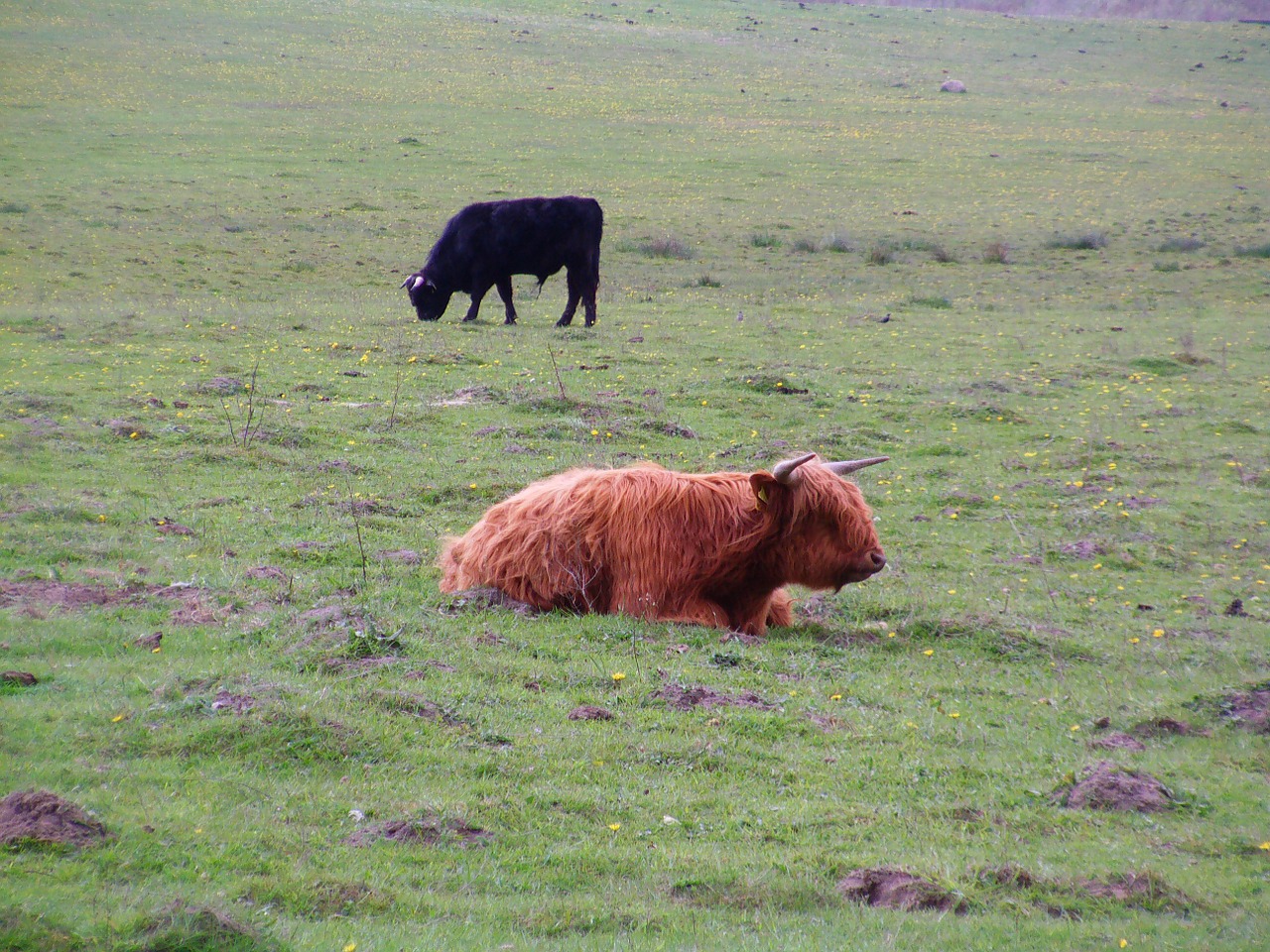 scottish highland cow cattle cows free photo