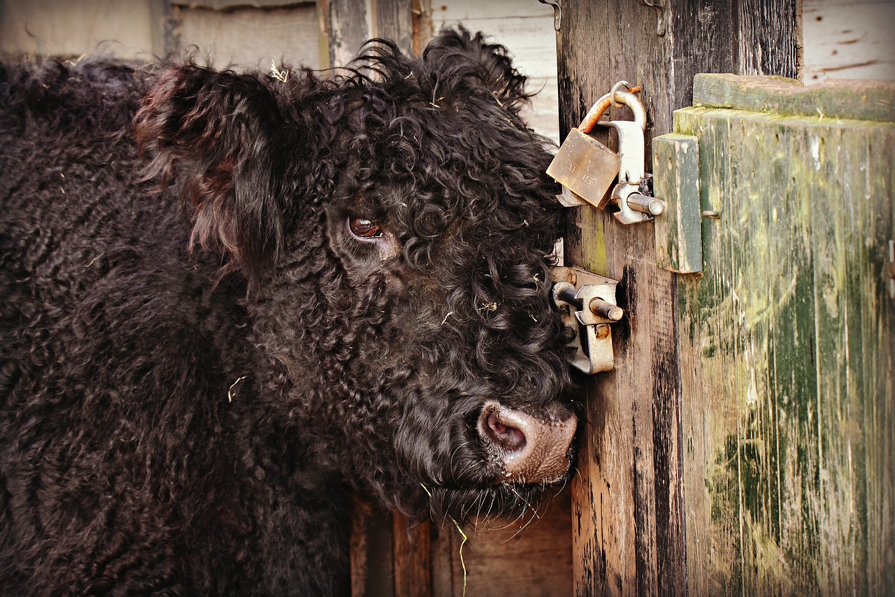 scottish highlander  cow  animal free photo