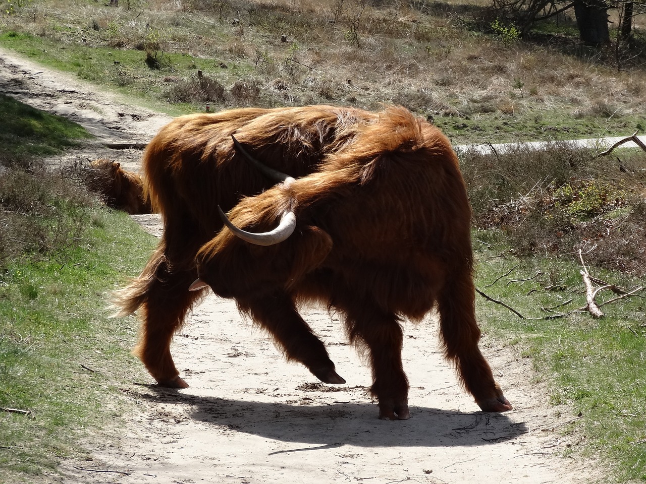 scottish highlander highlander beef free photo