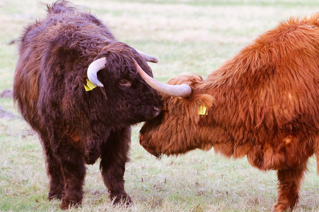 scottish highlanders cow beef free photo