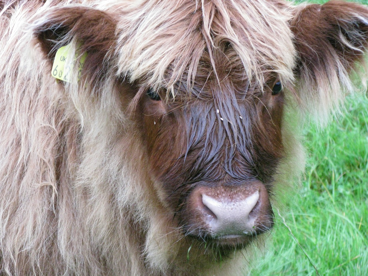 scottish hochlandrind scotland beef free photo