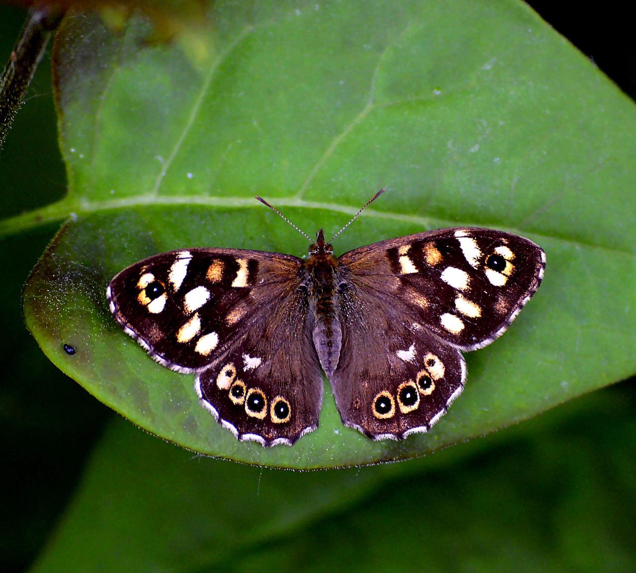 scottish speckled wood speckled wood butterfly butterfly free photo