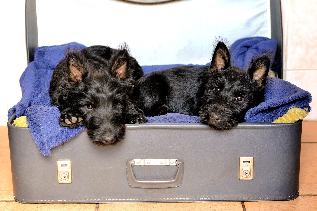 scottish terriers black sleeping free photo