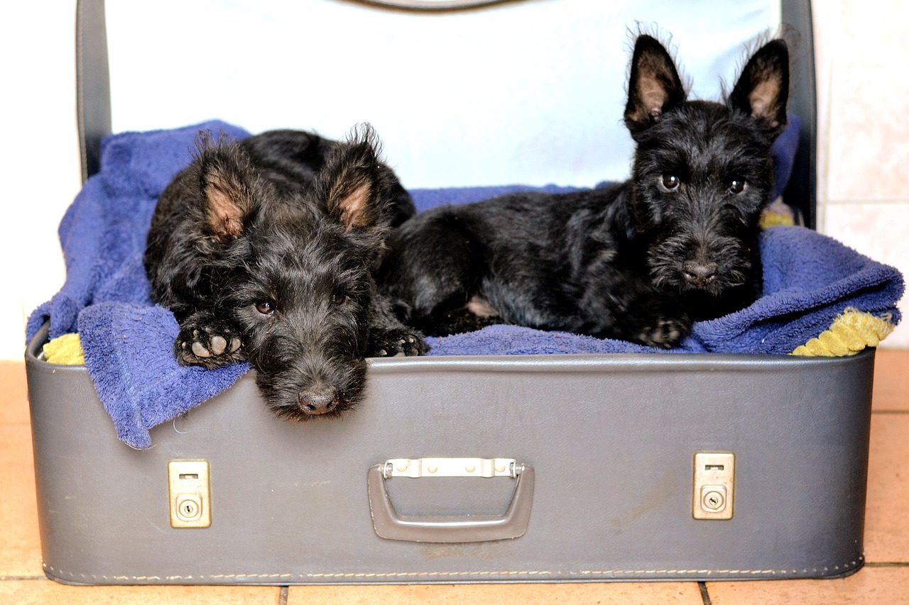 scottish terriers suitcase bed black free photo