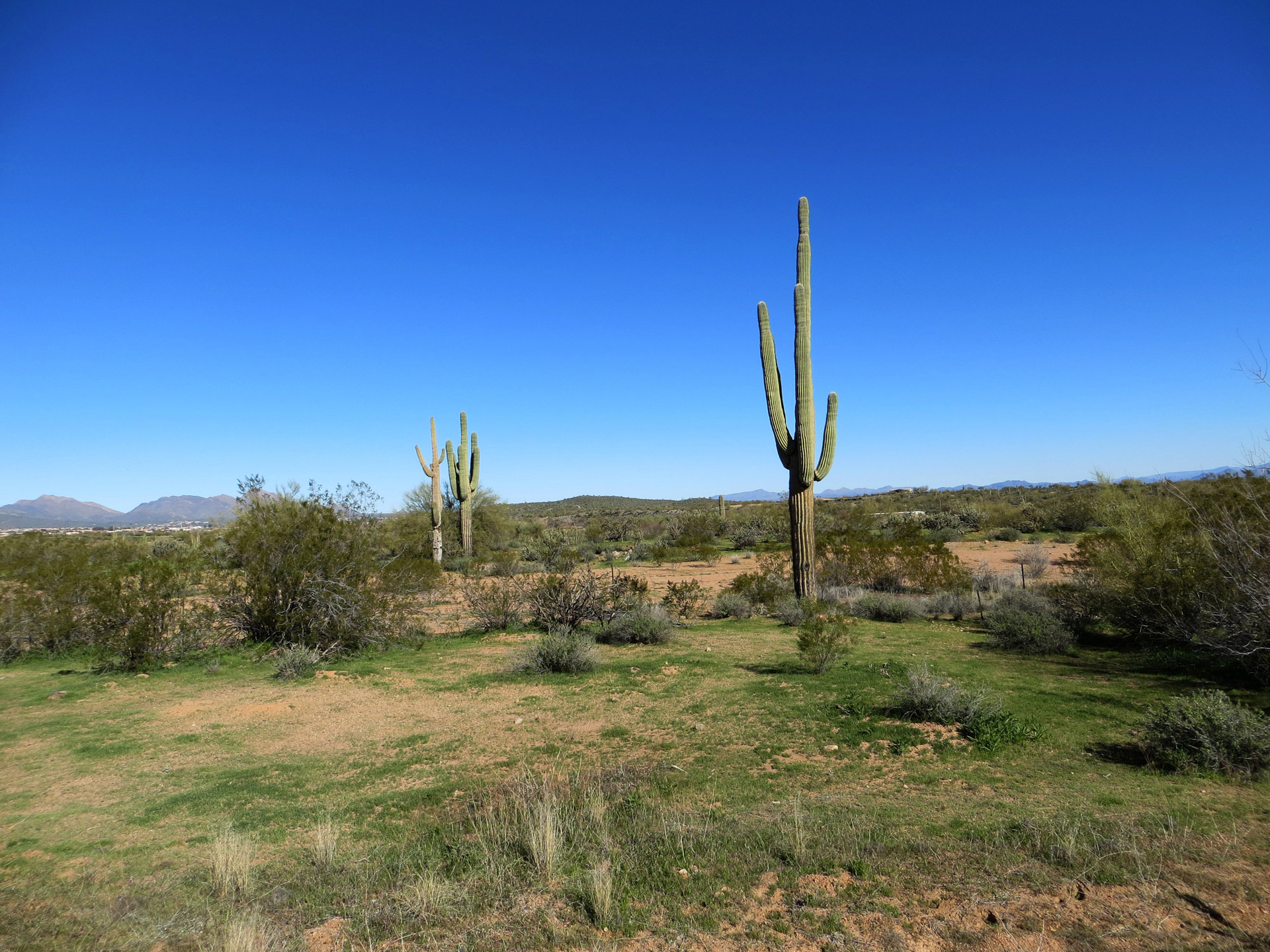 desert cacti cactus free photo