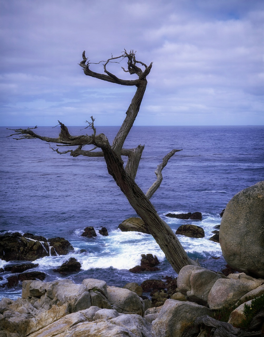 scraggly tree california coast free photo