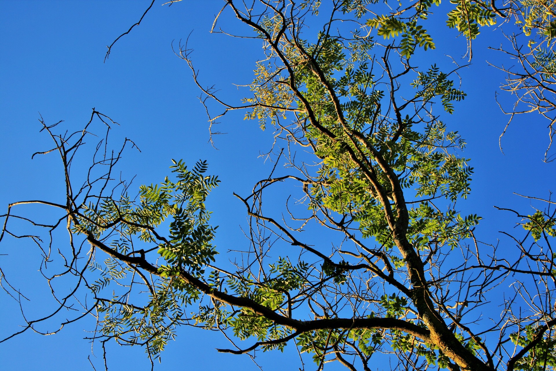 sky blue clear free photo