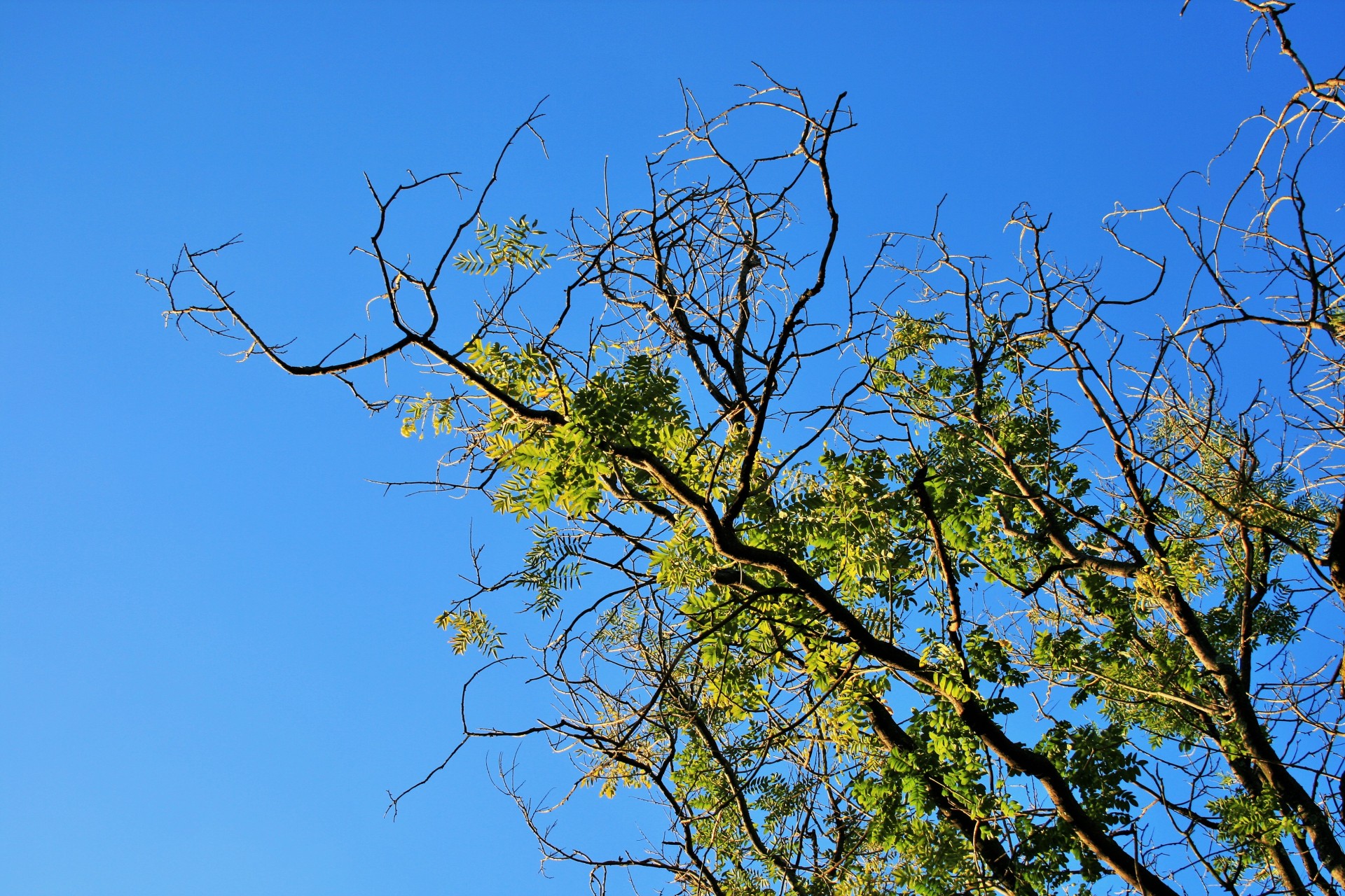 sky blue clear free photo