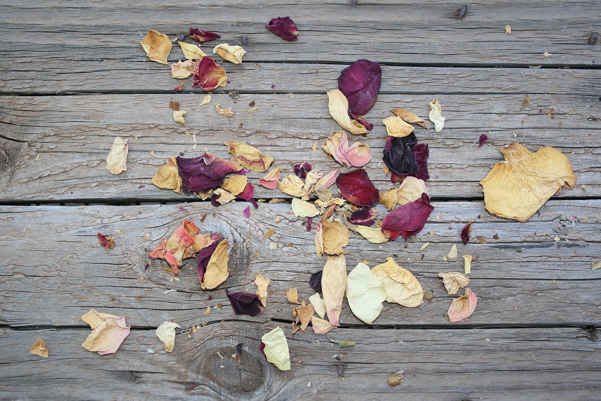 pieces rose petals free photo