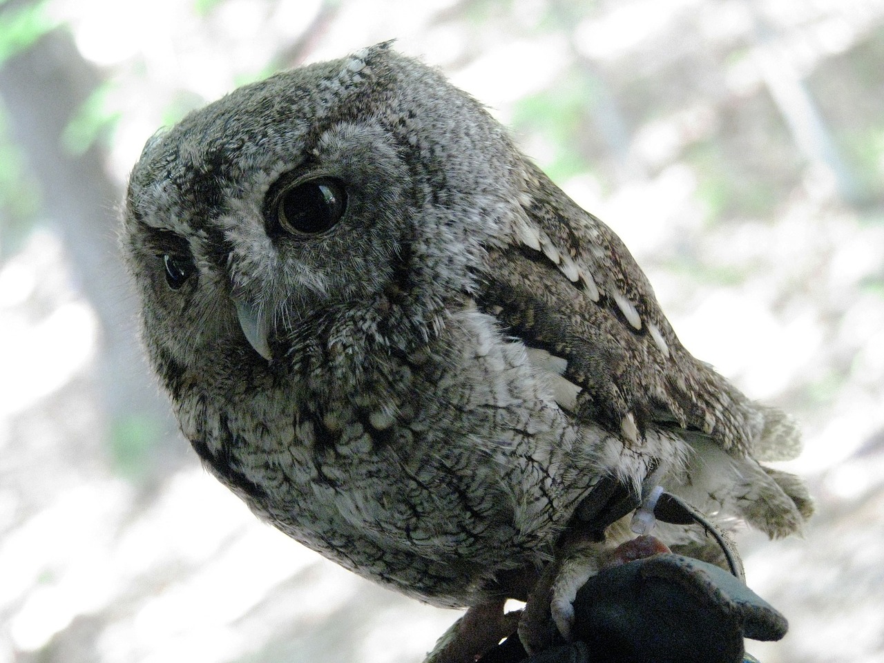 screech owl wildlife bird free photo