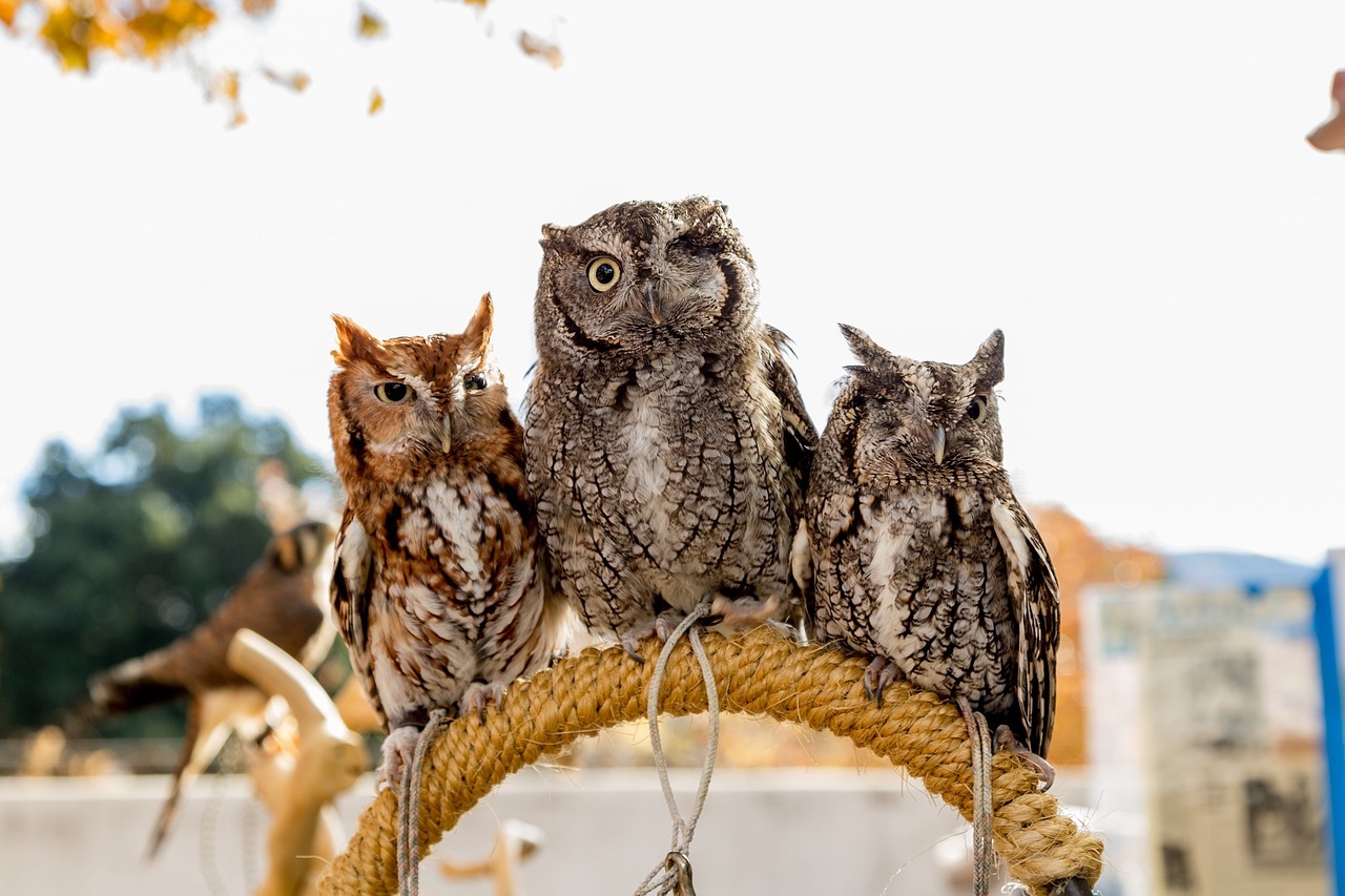 screech owls wildlife birds free photo