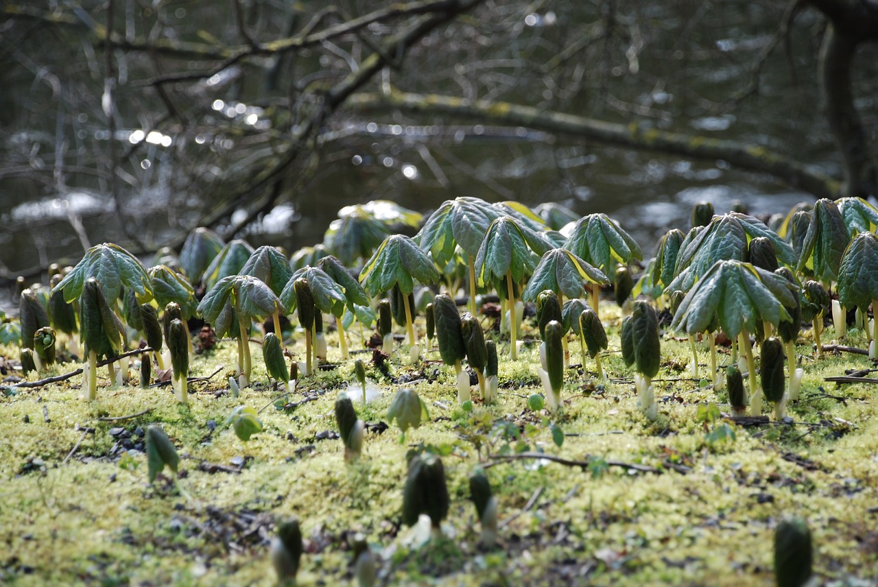 screen nature forest floor free photo