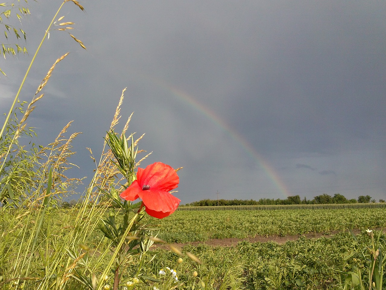 screen poppy nature free photo